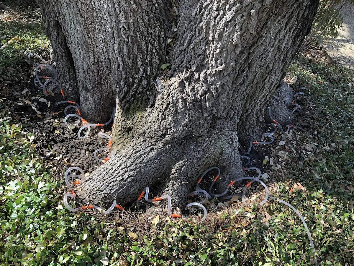 Detailed Tree Cabling and Bracing job site in Young Harris