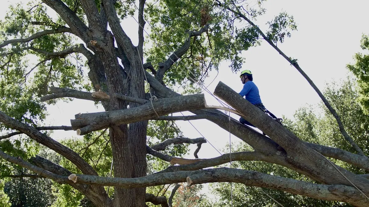Professional Crown Thinning performed by certified arborists in Young Harris