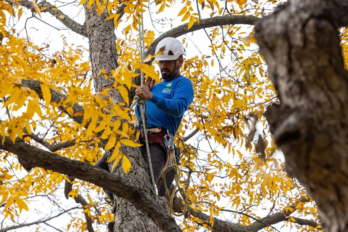 Skilled Tree Pruning crew working in Young Harris