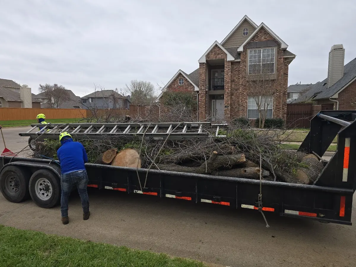 Expert Tree Removal with proper safety equipment in Young Harris